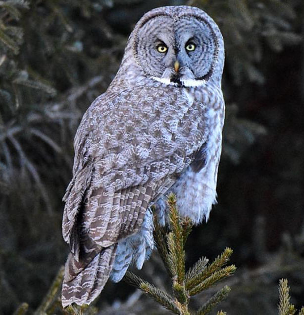 A great grey owl sitting on a post